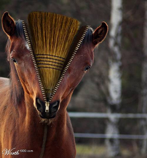 kůň